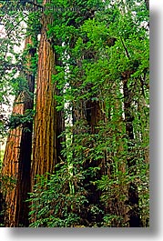 california, colors, forests, green, lush, marin, marin county, muir woods, nature, north bay, northern california, plants, redwoods, towering, trees, vertical, west coast, western usa, photograph