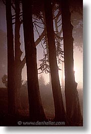 images/California/Marin/Nite/nite-tree-lights.jpg