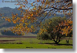 california, fall foliage, foliage, green, horizontal, landscapes, leaves, marin, marin county, nature, north bay, northern california, novato, scenics, stafford lake park, west coast, western usa, photograph