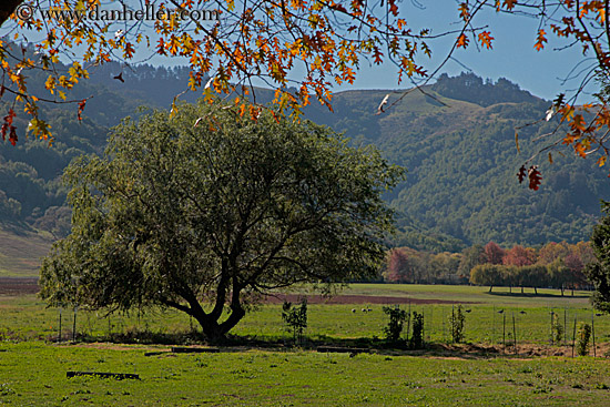 foliage-leaves-n-green-landscape-2.jpg