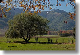 california, fall foliage, foliage, green, horizontal, landscapes, leaves, marin, marin county, nature, north bay, northern california, novato, scenics, stafford lake park, west coast, western usa, photograph