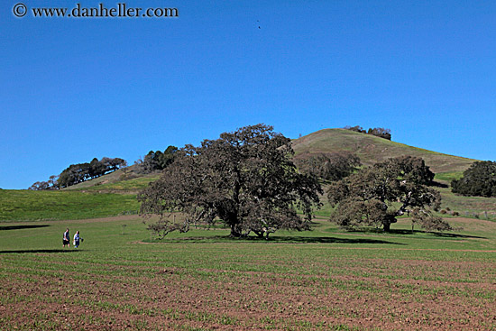 hikers-trees-n-hills-1.jpg