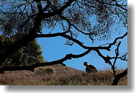 branches, california, horizontal, jills, landscapes, marin, marin county, nature, north bay, northern california, novato, people, scenics, stafford lake park, trees, west coast, western usa, womens, photograph