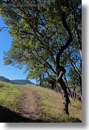 california, landscapes, marin, marin county, nature, north bay, northern california, novato, paths, scenics, stafford lake park, trees, vertical, west coast, western usa, photograph