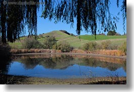 branches, california, hills, horizontal, landscapes, marin, marin county, nature, north bay, northern california, novato, pond, scenics, stafford lake park, water, west coast, western usa, photograph