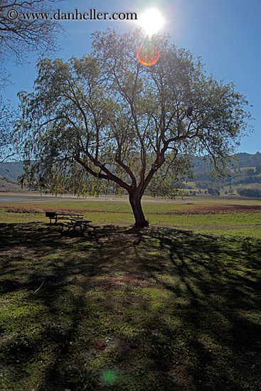 sun-thru-trees-w-shadows-1.jpg