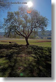 california, landscapes, marin, marin county, nature, north bay, northern california, novato, scenics, shadows, stafford lake park, sun, trees, vertical, west coast, western usa, photograph