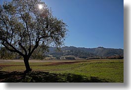 california, horizontal, landscapes, marin, marin county, nature, north bay, northern california, novato, scenics, shadows, stafford lake park, sun, trees, west coast, western usa, photograph