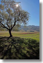 california, landscapes, marin, marin county, nature, north bay, northern california, novato, scenics, shadows, stafford lake park, sun, trees, vertical, west coast, western usa, photograph