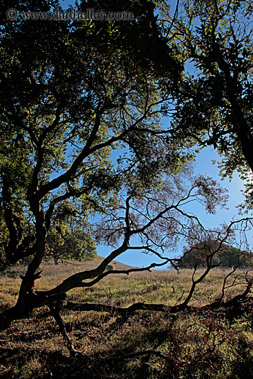 sun-thru-trees-w-shadows-4.jpg