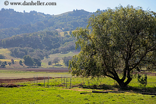 trees-n-hills-1.jpg