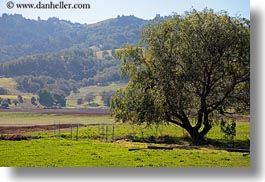 images/California/Marin/Novato/StaffordLakePark/trees-n-hills-1.jpg