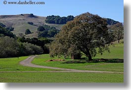 california, hills, horizontal, landscapes, marin, marin county, nature, north bay, northern california, novato, scenics, stafford lake park, trees, west coast, western usa, photograph