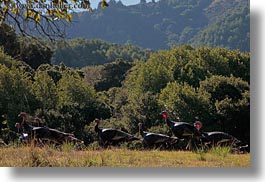 california, horizontal, landscapes, marin, marin county, nature, north bay, northern california, novato, scenics, stafford lake park, trees, turkeys, west coast, western usa, photograph