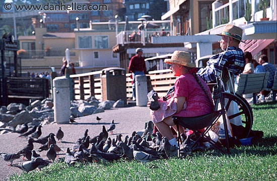 pigeon-people.jpg