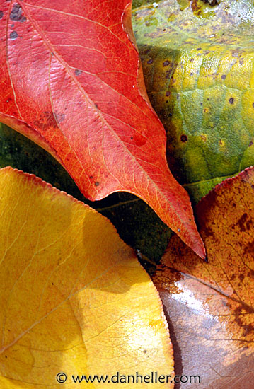 fall-leaves02.jpg
