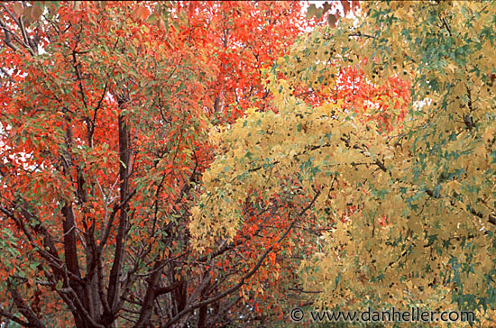 fall-trees-1.jpg