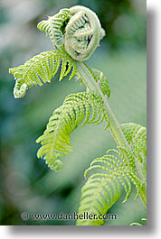 images/California/Marin/Plants/fern-b.jpg