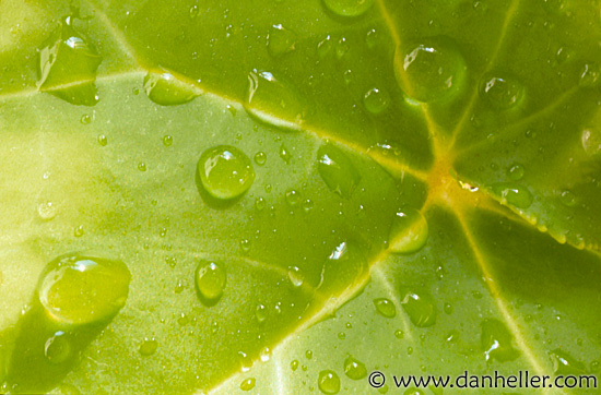 leaf-drops.jpg