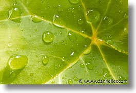 images/California/Marin/Plants/leaf-drops.jpg