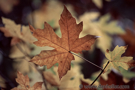 maple-leaf.jpg