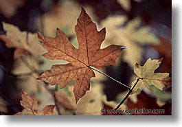 images/California/Marin/Plants/maple-leaf.jpg