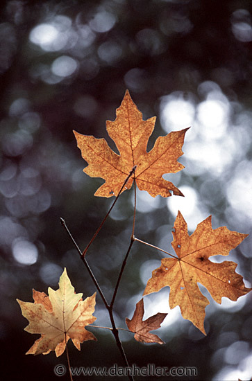 maple-leaves.jpg