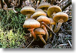 images/California/Marin/Plants/mushroom02.jpg