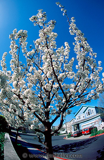 tree-blossom.jpg