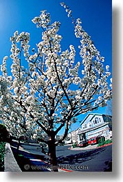 images/California/Marin/Plants/tree-blossom.jpg