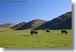 animals, california, cows, grazing, hills, horizontal, marin, marin county, nature, north bay, northern california, scenics, west coast, western usa, photograph