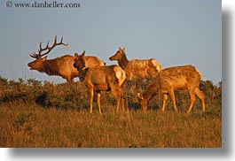 animals, california, elk, horizontal, marin, marin county, north bay, northern california, west coast, western usa, photograph