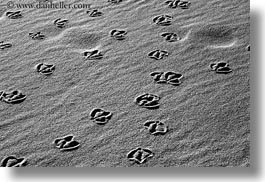 beaches, birds, black and white, california, footprints, horizontal, marin, marin county, materials, north bay, northern california, sand, west coast, western usa, photograph