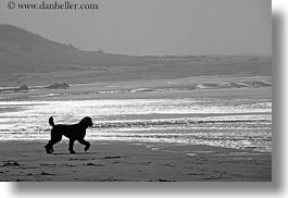 beaches, black and white, california, dogs, haze, horizontal, marin, marin county, north bay, northern california, running, west coast, western usa, photograph