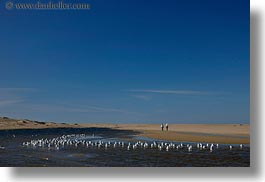 beaches, california, horizontal, lagoon, marin, marin county, north bay, northern california, seagulls, west coast, western usa, photograph