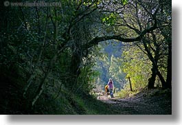bear valley trail, california, forests, hikers, horizontal, marin, marin county, nature, north bay, northern california, plants, stroller, tree tunnel, trees, west coast, western usa, photograph