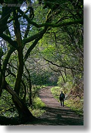 bear valley trail, california, forests, hikers, marin, marin county, nature, north bay, northern california, paths, plants, tree tunnel, trees, vertical, west coast, western usa, photograph