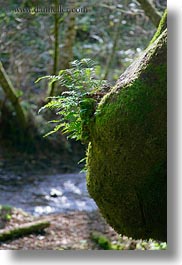 bear valley trail, california, ferns, forests, marin, marin county, nature, north bay, northern california, plants, stumps, trees, vertical, west coast, western usa, photograph