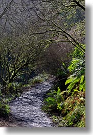 bear valley trail, california, forests, lined, marin, marin county, nature, north bay, northern california, paths, plants, trees, vertical, west coast, western usa, photograph