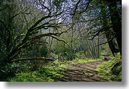 bear valley trail, california, forests, horizontal, lined, marin, marin county, nature, north bay, northern california, paths, plants, tree tunnel, trees, west coast, western usa, photograph