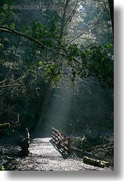 bear valley trail, bridge, california, forests, marin, marin county, nature, north bay, northern california, plants, sky, sun, sunbeams, trees, vertical, west coast, western usa, woods, photograph