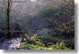 bear valley trail, bridge, california, forests, horizontal, marin, marin county, nature, north bay, northern california, plants, trees, west coast, western usa, woods, photograph