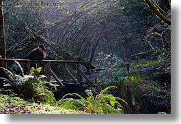 bear valley trail, bridge, california, forests, horizontal, marin, marin county, men, nature, north bay, northern california, plants, tree tunnel, trees, west coast, western usa, woods, photograph