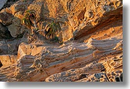 cactus, california, horizontal, marin, marin county, north bay, northern california, sandstone, west coast, western usa, photograph