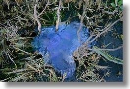 california, dead, horizontal, jellyfish, marin, marin county, north bay, northern california, west coast, western usa, photograph