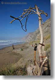 arts, california, marin, marin county, north bay, northern california, vertical, west coast, western usa, woods, photograph