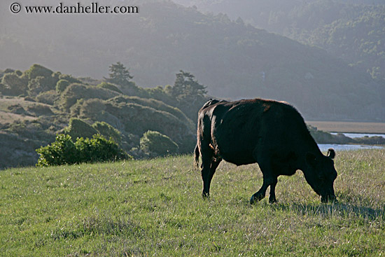 cows-grazing-3.jpg