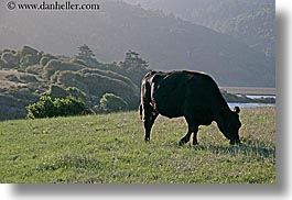 animals, california, colors, cows, grazing, green, horizontal, marin, marin county, north bay, northern california, olema, west coast, western usa, photograph