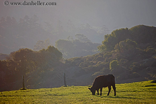 grazing-cows-02.jpg
