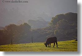 california, cows, grazing, hills, horizontal, marin, marin county, nature, north bay, northern california, olema, scenics, west coast, western usa, photograph